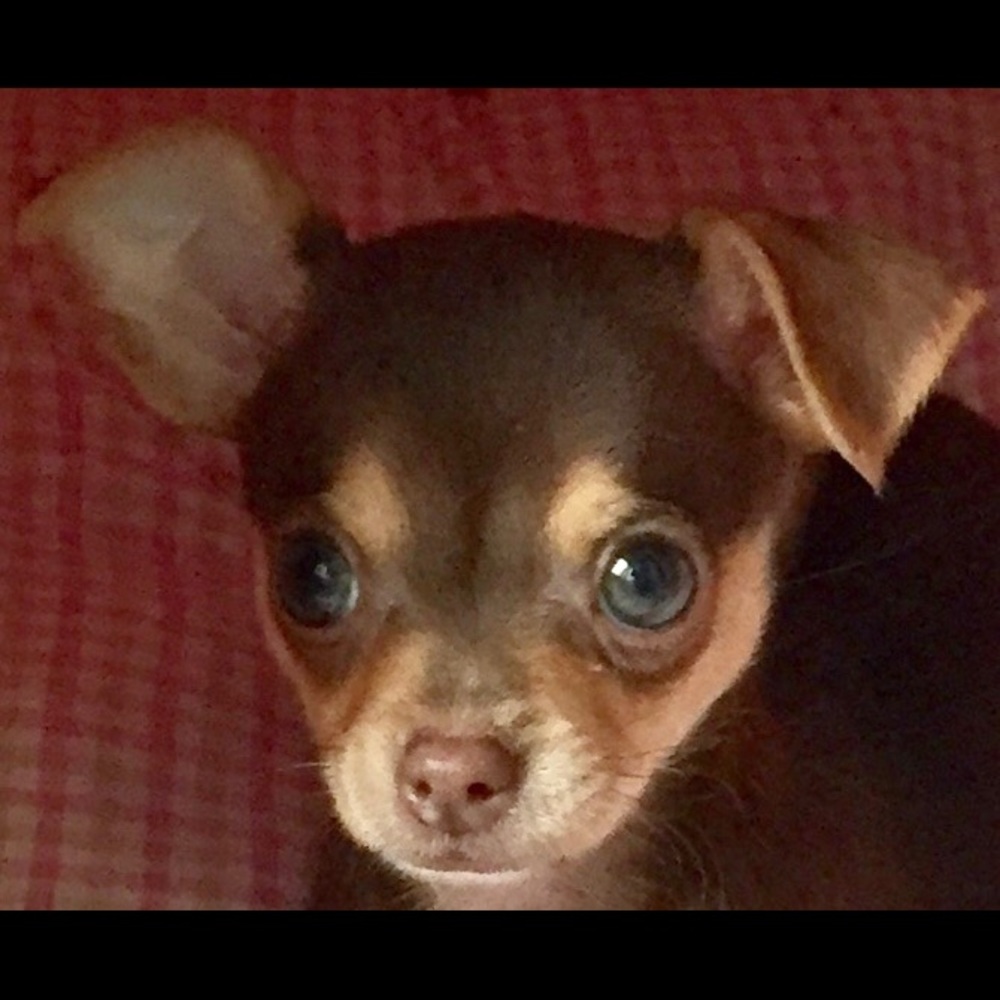 Meet your Posher, Pamela